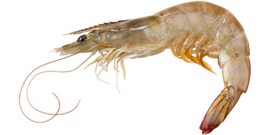 Global shrimp supply increases sharply and Chinese domestic live shrimp market is sluggish.