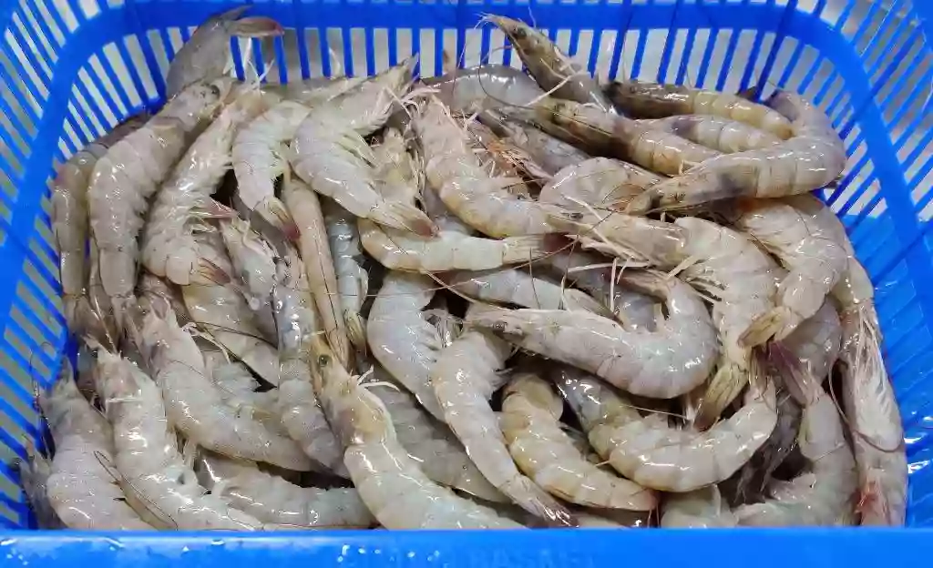 Frozen HOSO Shrimp (Head On, Shell On)