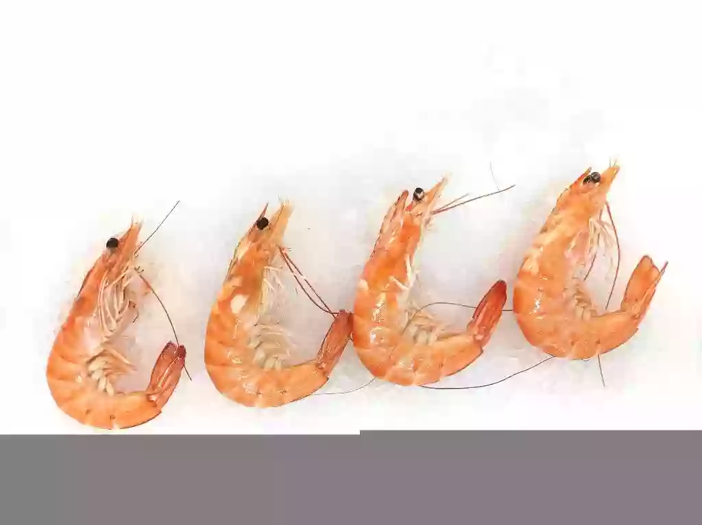 Frozen Cooked HOSO Shrimp