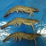 BLACK TIGER HOSO 2/4 à 30/40 BOÎTE 800g