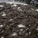 LIVE FROZEN VANNAMEI SHRIMP 1-2kg BOX